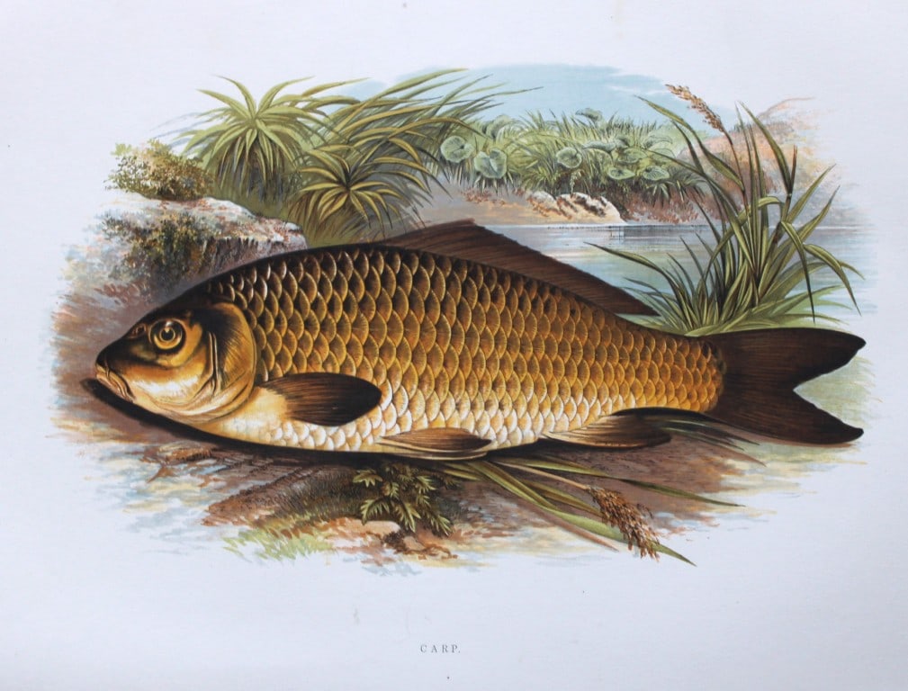Rev Houghton - Carp 1895: This print is from British Fresh-Water Fishes by the Rev. William Houghton. Printed by Benjamin Fawcett and published by William MacKenzie of London in 1895. Original 129 year old hand-coloured wood e