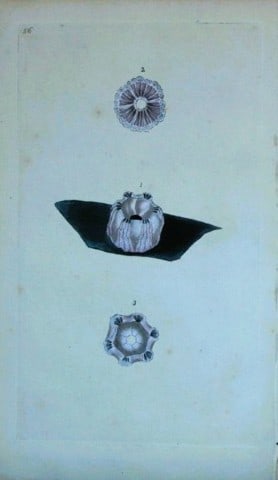 Edward Donovan - Hand-coloured engraving of shells 1800: This beautiful hand-coloured engraving is from The Natural History of British Shells by Edward Donovan. Printed by F and C Rivington, London 1800. These prints are prized for their artistry and compos