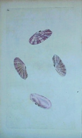 Edward Donovan - Hand-coloured engraving of shells 1800: This beautiful hand-coloured engraving is from The Natural History of British Shells by Edward Donovan. Printed by F and C Rivington, London 1800. These prints are prized for their artistry and compos
