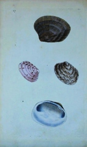 Edward Donovan - Hand-coloured engraving of shells 1800: This beautiful hand-coloured engraving is from The Natural History of British Shells by Edward Donovan. Printed by F and C Rivington, London 1800. These prints are prized for their artistry and compos