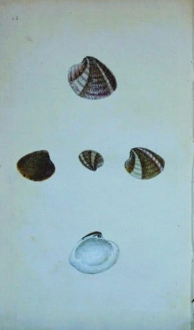 Edward Donovan - Hand-coloured engraving of shells 1800: This beautiful hand-coloured engraving is from The Natural History of British Shells by Edward Donovan. Printed by F and C Rivington, London 1800. These prints are prized for their artistry and compos