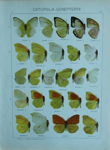 Adalbert Seitz - Butterflies of the World 1914: This chromolithographic print is from The Macrolepidoptera of the World by Dr Adalbert Seitz. Published in Stuttgart, Kernen Verlag, 1914.The fine plates in this work were made using the process of 10