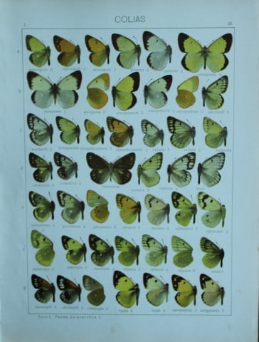 Adalbert Seitz - Butterflies of the World 1914: This chromolithographic print is from The Macrolepidoptera of the World by Dr Adalbert Seitz. Published in Stuttgart, Kernen Verlag, 1914.The fine plates in this work were made using the process of 10