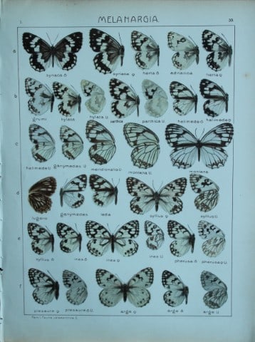 Adalbert Seitz - Butterflies of the World 1914: This chromolithographic print is from The Macrolepidoptera of the World by Dr Adalbert Seitz. Published in Stuttgart, Kernen Verlag, 1914.The fine plates in this work were made using the process of 10