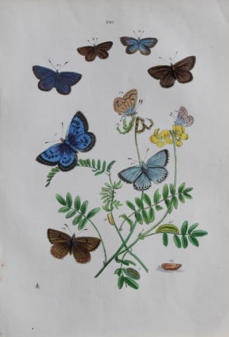 HN Humphreys - Hand coloured lithograph of British butterflies 1855: This original hand-coloured lithograph, arranged and illustrated by H.N. Humphreys with descriptions by J. O. Westwood, is from British Butterflies and their Transformations, published in London 1855.