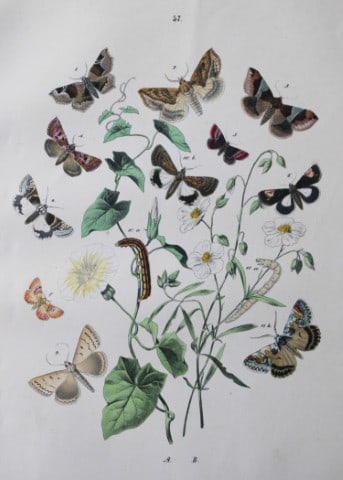 WF Kirby - Hand coloured lithograph from European Butterflies and Moths 1882: This rare hand coloured lithographic print is from European Butterflies and Moths by WF Kirby. Published by Cassell, Petter, Galpin & Co, London 1882. First edition.The book was based upon Berge's Sch
