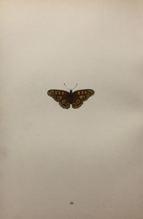 Rev FO Morris -Print of British Butterflies 1895: This print is from A History of British Butterflies by Rev. FO Morris, published by John Nimmo, London 1895. The hand coloured plate shows a selection of butterflies from this authoritative work by Mo