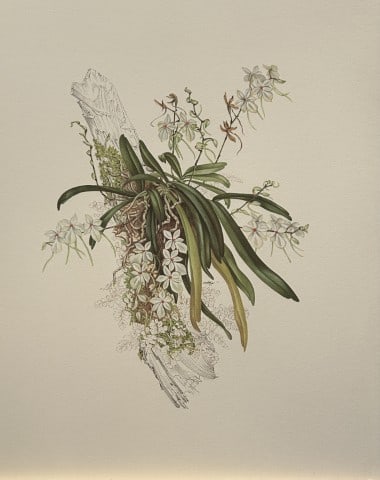 Mary Grierson - Beautiful lithograph of Orchids 1973: This stunning lithograph of orchids was drawn by the artist Mary A Grierson and is from Orchidaceae by Francis Hunt. Published by Bourton Press, Bourton, England 1973. The work gives an excellent intr