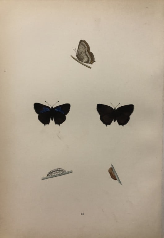 Rev FO Morris -Print of British Butterflies 1895: This print is from A History of British Butterflies by Rev. FO Morris, published by John Nimmo, London 1895. The hand coloured plate shows a selection of butterflies from this authoritative work by Mo