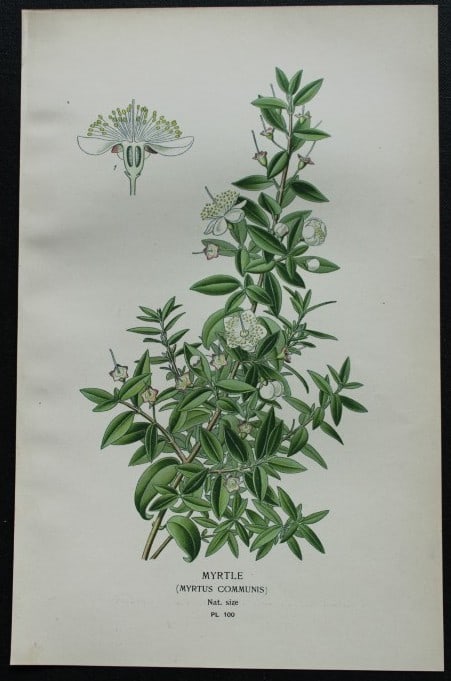 Edward Step - Chromolithograph of flowers 1896: This chromolithographic print is from Favourite Flowers of Garden and Greenhouse by Edward Step FLS and William Watson FRHS. It was published in London by Frederick Warne and Co. 1896Below each print 
