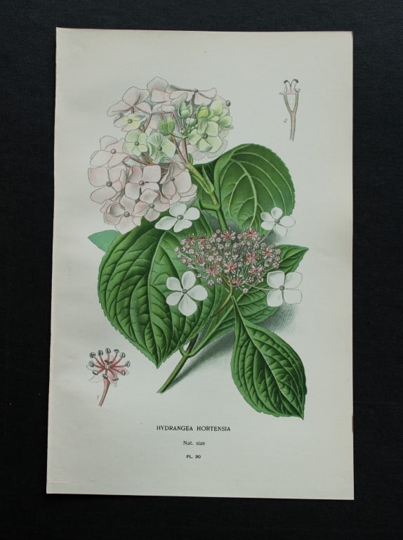 Edward Step - Chromolithograph of flowers 1896: This chromolithographic print is from Favourite Flowers of Garden and Greenhouse by Edward Step FLS and William Watson FRHS. It was published in London by Frederick Warne and Co. 1896Below each print 