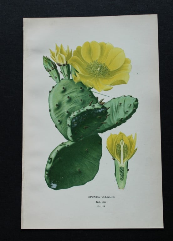 Edward Step - Chromolithograph of flowers 1896: This chromolithographic print is from Favourite Flowers of Garden and Greenhouse by Edward Step FLS and William Watson FRHS. It was published in London by Frederick Warne and Co. 1896Below each print 