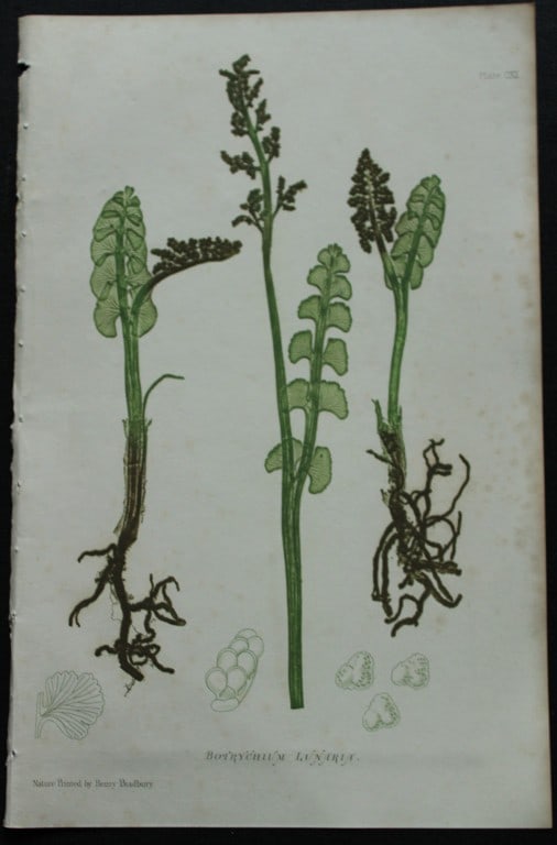 Thomas Moore - Nature-printed fern by Thomas Moore 1863: This print is from Nature-Printed British Ferns: Being Figures and Descriptions of the Species and Varieties of Ferns Found in the United Kingdom by Thomas Moore. Published by Bradbury & Evans, London