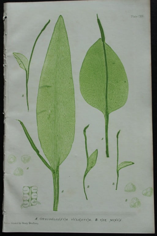 Thomas Moore - Nature-printed fern by Thomas Moore 1863 (1 of 1)