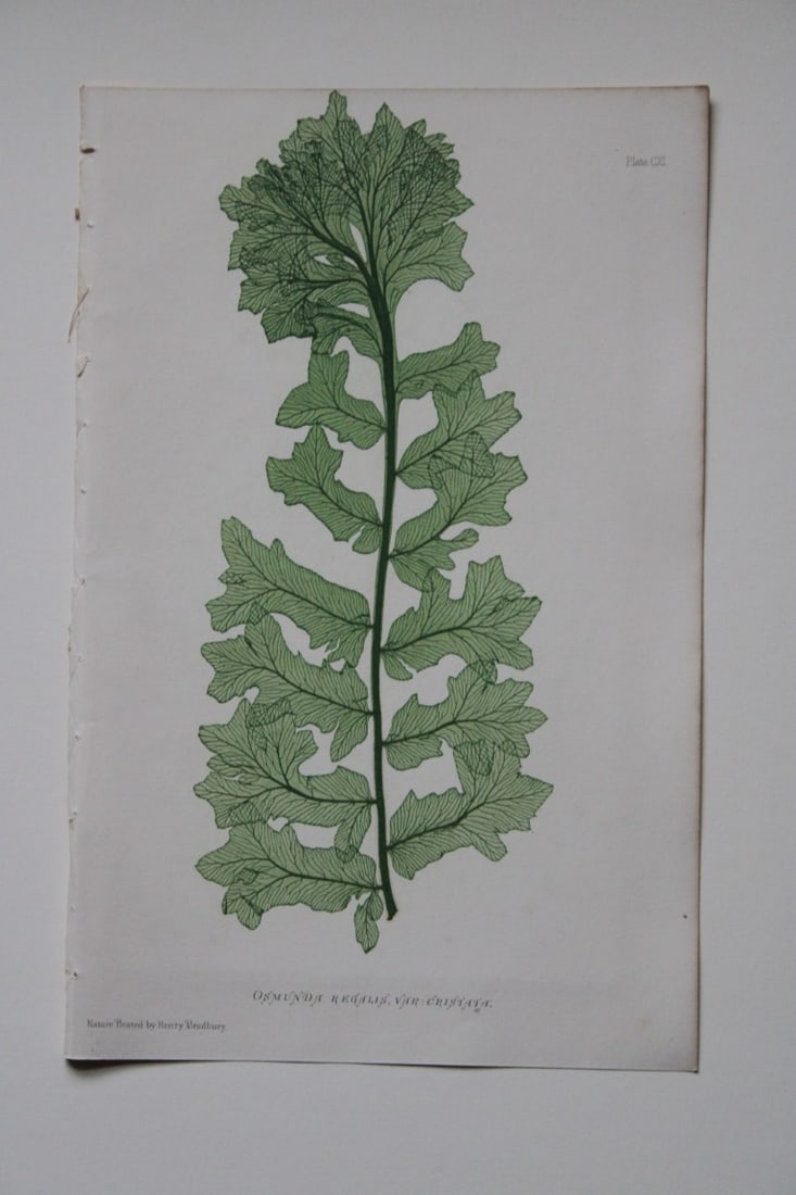 Thomas Moore - Nature-printed fern by Thomas Moore 1863: This print is from Nature-Printed British Ferns: Being Figures and Descriptions of the Species and Varieties of Ferns Found in the United Kingdom by Thomas Moore. Published by Bradbury & Evans, London