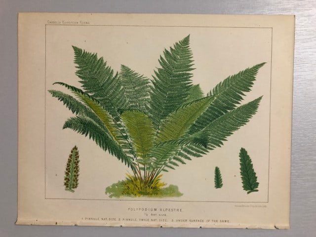 James Britten - Chromolithograph of European ferns 1879: This chromolithograph is from European Ferns by James Britten FLS. Published by Cassell, Petter, Galpin & Co. 1880. This antique print has large margins, perfect for mounting and framing. The plates i