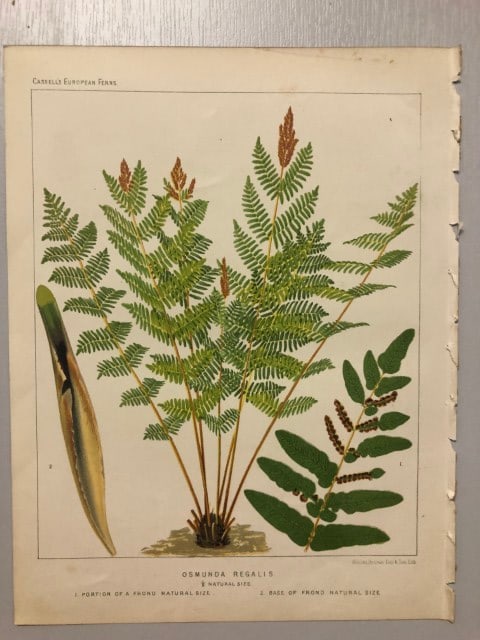 James Britten - Chromolithograph of European ferns 1879: This chromolithograph is from European Ferns by James Britten FLS. Published by Cassell, Petter, Galpin & Co. 1880. This antique print has large margins, perfect for mounting and framing. The plates i