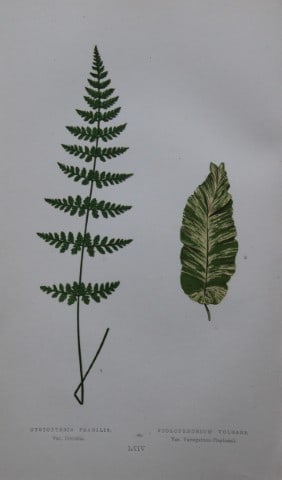 Edward Lowe - Hand-coloured fern engraving 1869: This hand-finished colour wood-cut engraving is from Edward Lowe's Our Native Ferns published by Groombridge & Sons, London, 1869. This is one of several books on British ferns and grasses written by 