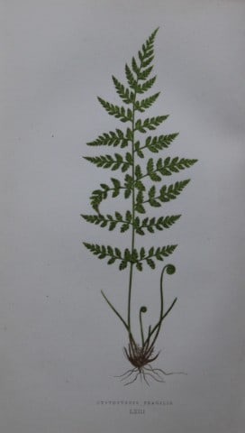 Edward Lowe - Hand-coloured fern engraving 1869 (1 of 2)