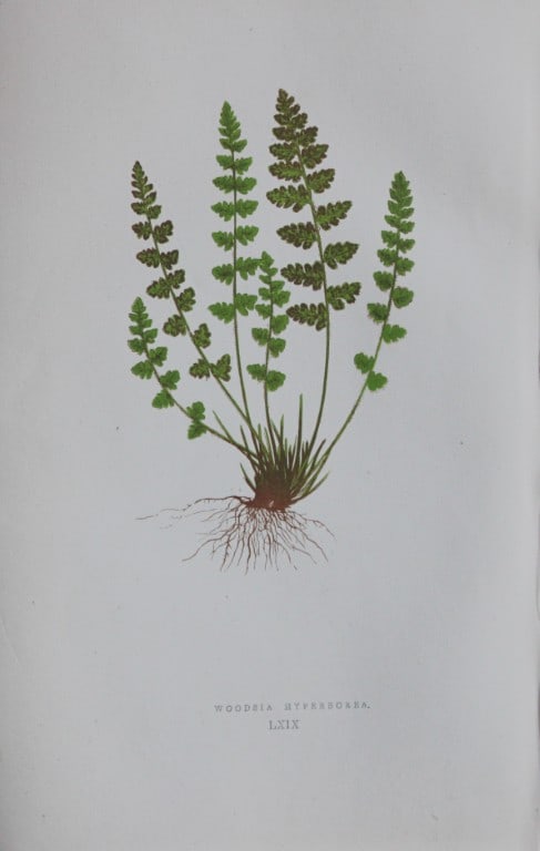 Edward Lowe - Hand-coloured fern engraving 1869: This hand-finished colour wood-cut engraving is from Edward Lowe's Our Native Ferns published by Groombridge & Sons, London, 1869. This is one of several books on British ferns and grasses written by 