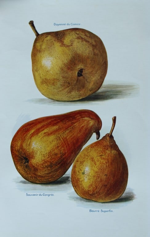 May Rivers - Pear varieties from the Fruit Grower's Guide 1924 (1 of 1)