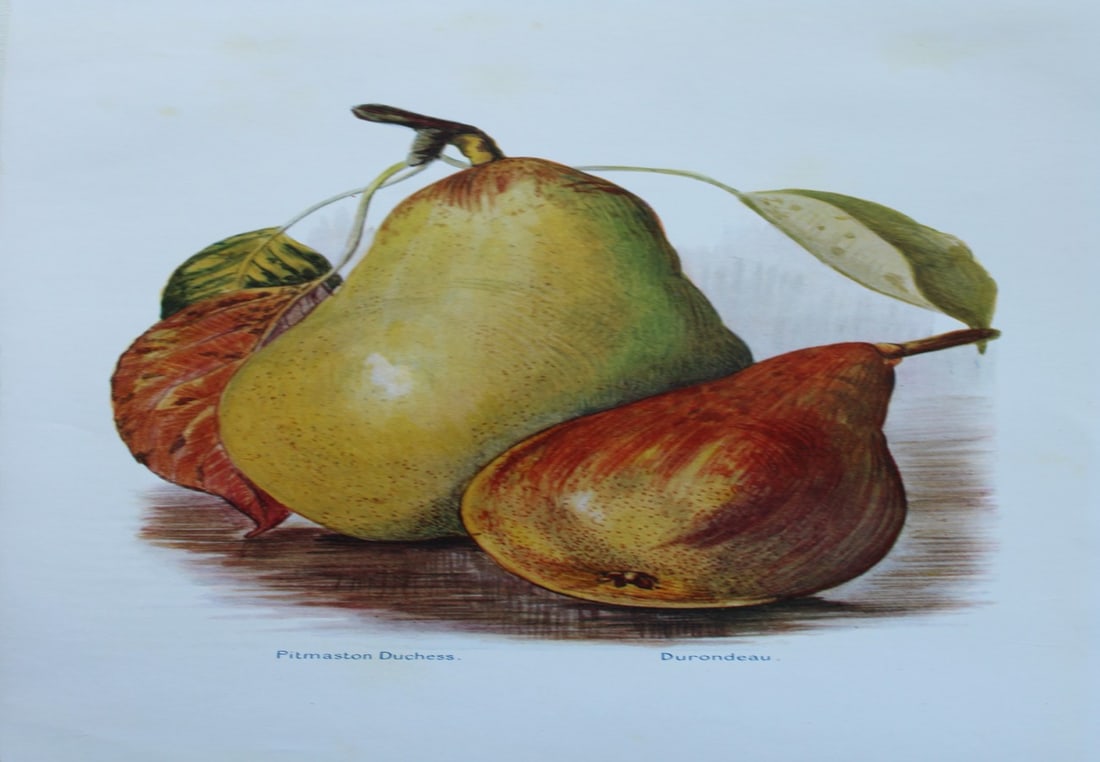 May Rivers - Pear varieties from the Fruit Grower's Guide 1924 (1 of 1)