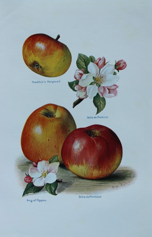 May Rivers - Apple varieties from the Fruit Grower's Guide 1924 (1 of 1)