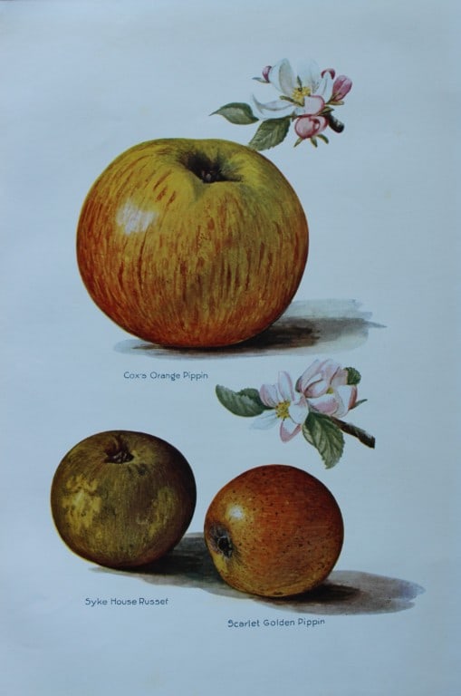 May Rivers - Apple varieties from the Fruit Grower's Guide 1924 (1 of 1)