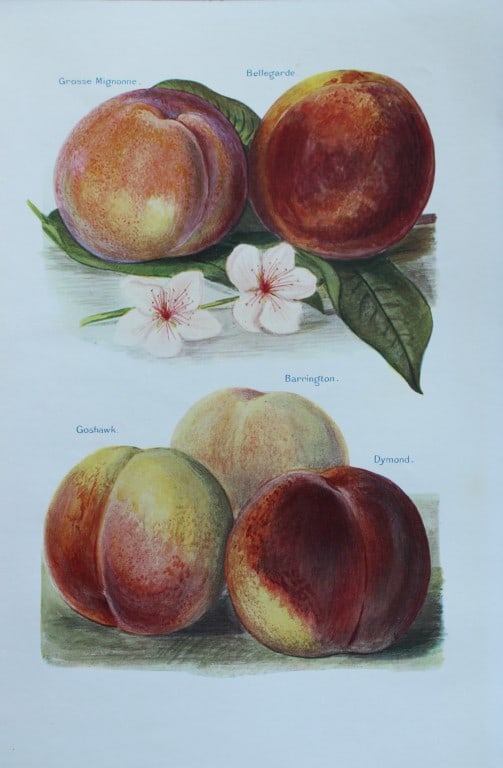 May Rivers - Peach varieties from the Fruit Grower's Guide 1924 (1 of 1)