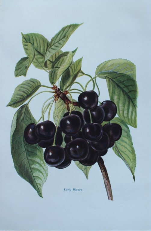 May Rivers - Cherry varieties from the Fruit Grower's Guide 1924 (1 of 1)