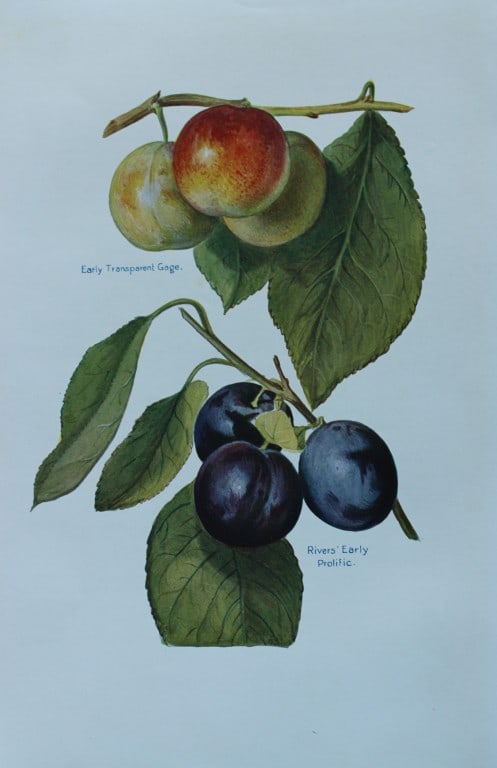 May Rivers - Plum varieties from the Fruit Grower's Guide 1924 (1 of 1)