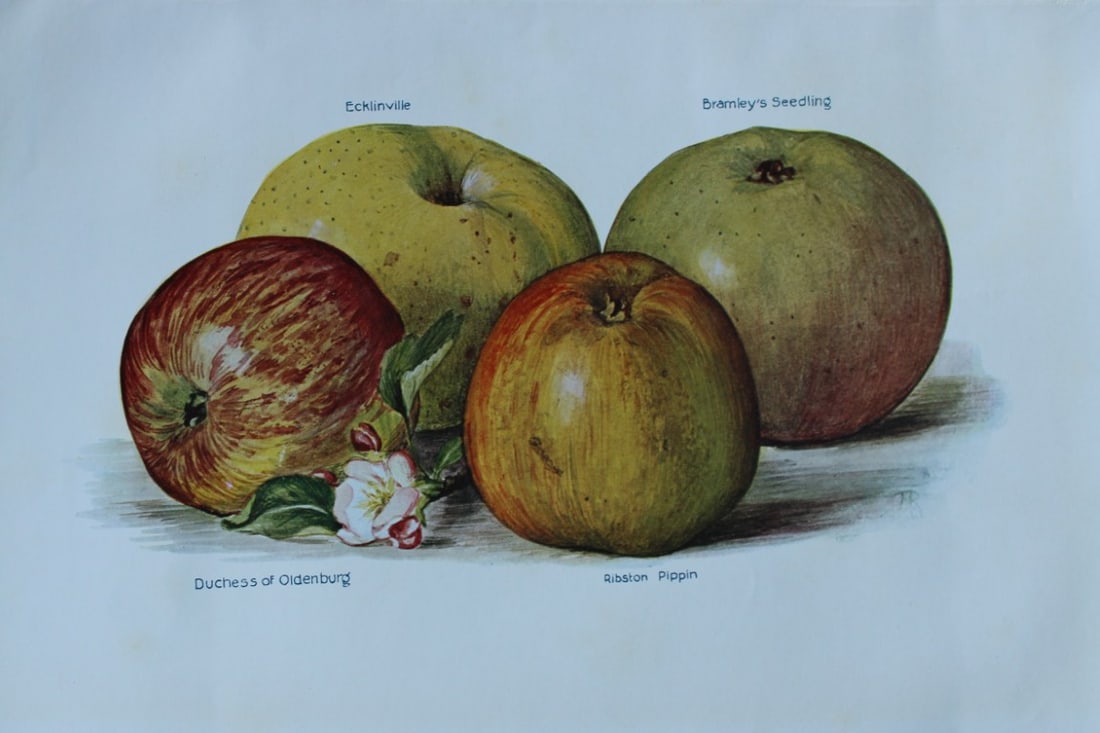 May Rivers - Apple varieties from the Fruit Grower's Guide 1924 (1 of 1)