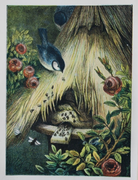 Harrison Weir - Tomtits and the Bee 1884: This print is from Little Wide Awake annual published in 1884 by George Routledge and Sons, London.The illustrations in this work were by A Baker, Gordon Browne, ME Edwards, AT Elwes, Kate Greenaway, 