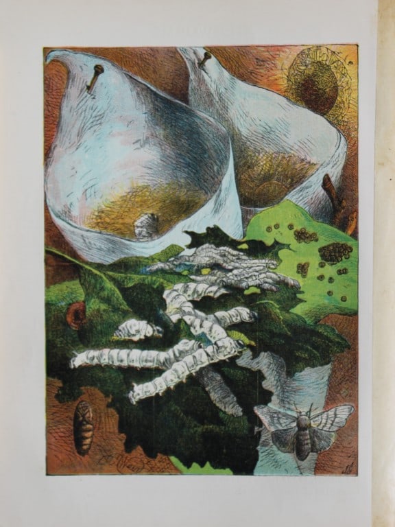 Harrison Weir - Silkworms 1884: This print is from Little Wide Awake annual published in 1884 by George Routledge and Sons, London.The illustrations in this work were by A Baker, Gordon Browne, ME Edwards, AT Elwes, Kate Greenaway, 