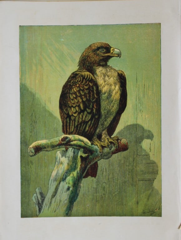 AT Elwes - Golden Eagle 1884: This print is from Little Wide Awake annual published in 1884 by George Routledge and Sons, London.The illustrations in this work were by A Baker, Gordon Browne, ME Edwards, AT Elwes, Kate Greenaway, 