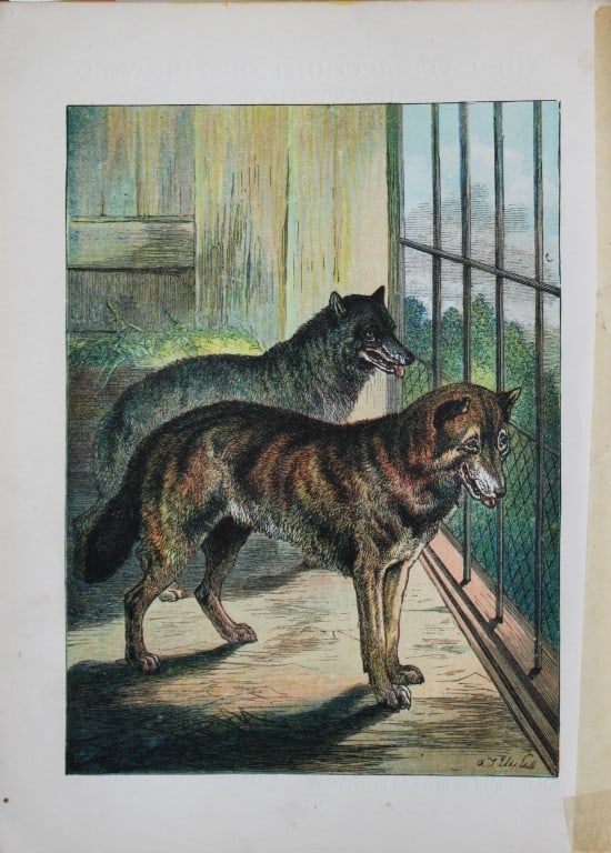 AT Elwes - Wolves 1884: This print is from Little Wide Awake annual published in 1884 by George Routledge and Sons, London.The illustrations in this work were by A Baker, Gordon Browne, ME Edwards, AT Elwes, Kate Greenaway, 