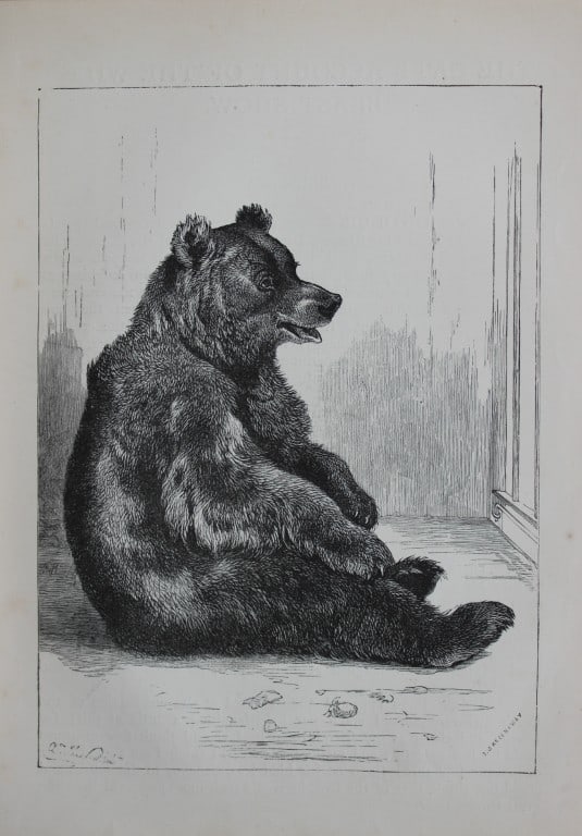 AT Elwes - Brown Bear 1884: This print is from Little Wide Awake annual published in 1884 by George Routledge and Sons, London.The illustrations in this work were by A Baker, Gordon Browne, ME Edwards, AT Elwes, Kate Greenaway, 