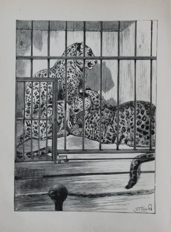 AT Elwes - Leopards 1884: This print is from Little Wide Awake annual published in 1884 by George Routledge and Sons, London.The illustrations in this work were by A Baker, Gordon Browne, ME Edwards, AT Elwes, Kate Greenaway, 