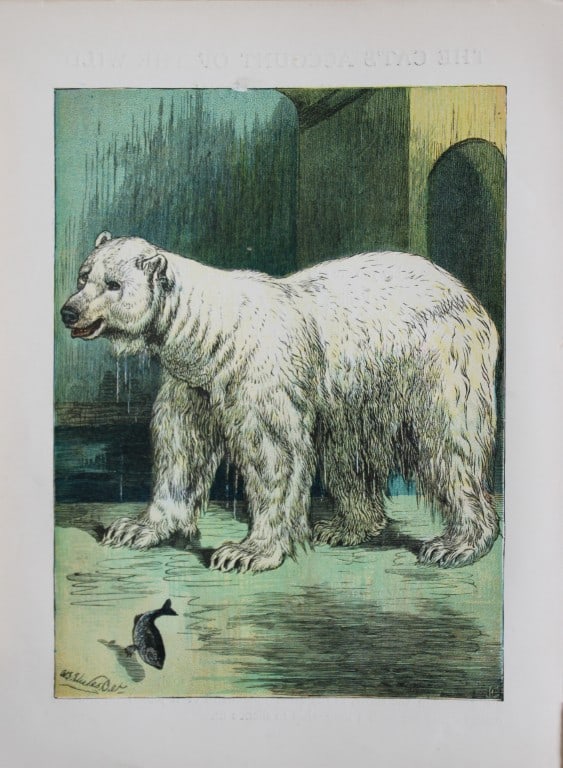 AT Elwes - Polar Bear 1884: This print is from Little Wide Awake annual published in 1884 by George Routledge and Sons, London.The illustrations in this work were by A Baker, Gordon Browne, ME Edwards, AT Elwes, Kate Greenaway, 
