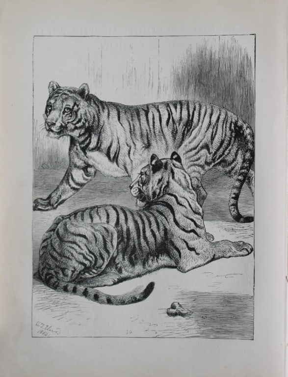 AT Elwes - Tigers 1884: This print is from Little Wide Awake annual published in 1884 by George Routledge and Sons, London.The illustrations in this work were by A Baker, Gordon Browne, ME Edwards, AT Elwes, Kate Greenaway, 