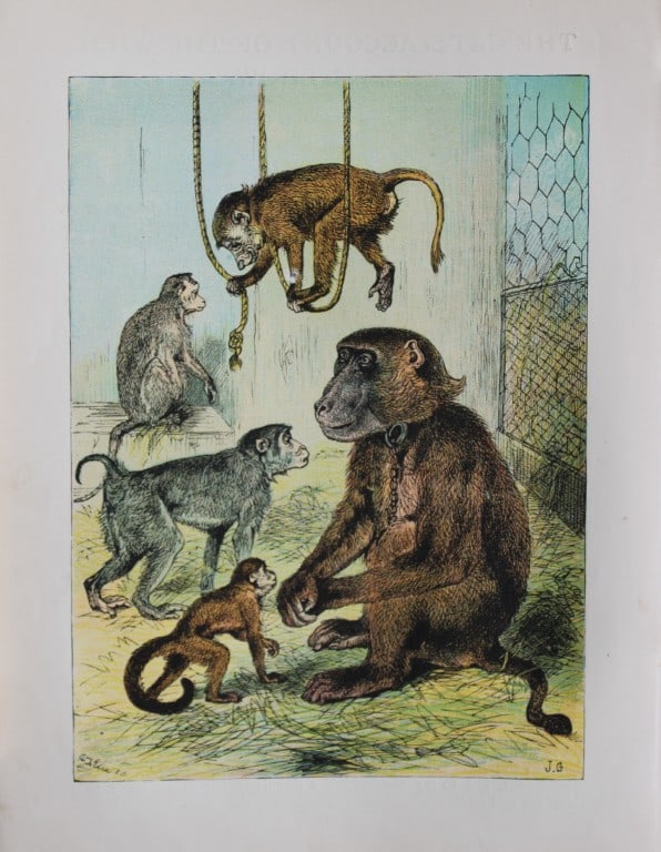 AT Elwes - Monkeys 1884: This print is from Little Wide Awake annual published in 1884 by George Routledge and Sons, London.The illustrations in this work were by A Baker, Gordon Browne, ME Edwards, AT Elwes, Kate Greenaway, 