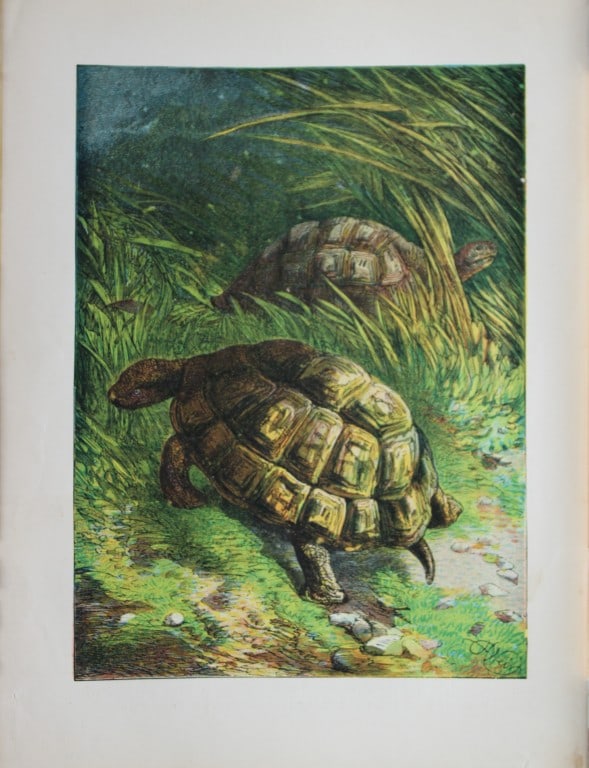 Harrison Weir - Tortoises 1884 (1 of 1)
