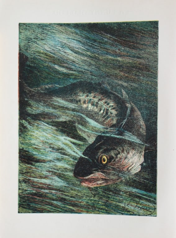 Harrison Weir - A Funny Old Cod 1884: This print is from Little Wide Awake annual published in 1884 by George Routledge and Sons, London.The illustrations in this work were by A Baker, Gordon Browne, ME Edwards, AT Elwes, Kate Greenaway, 