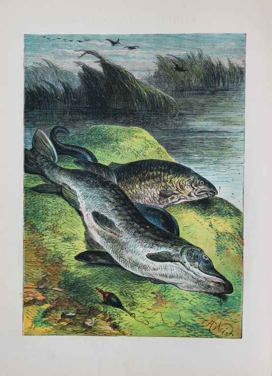 Harrison Weir - Three Poor Fishes 1884: This print is from Little Wide Awake annual published in 1884 by George Routledge and Sons, London.The illustrations in this work were by A Baker, Gordon Browne, ME Edwards, AT Elwes, Kate Greenaway, 