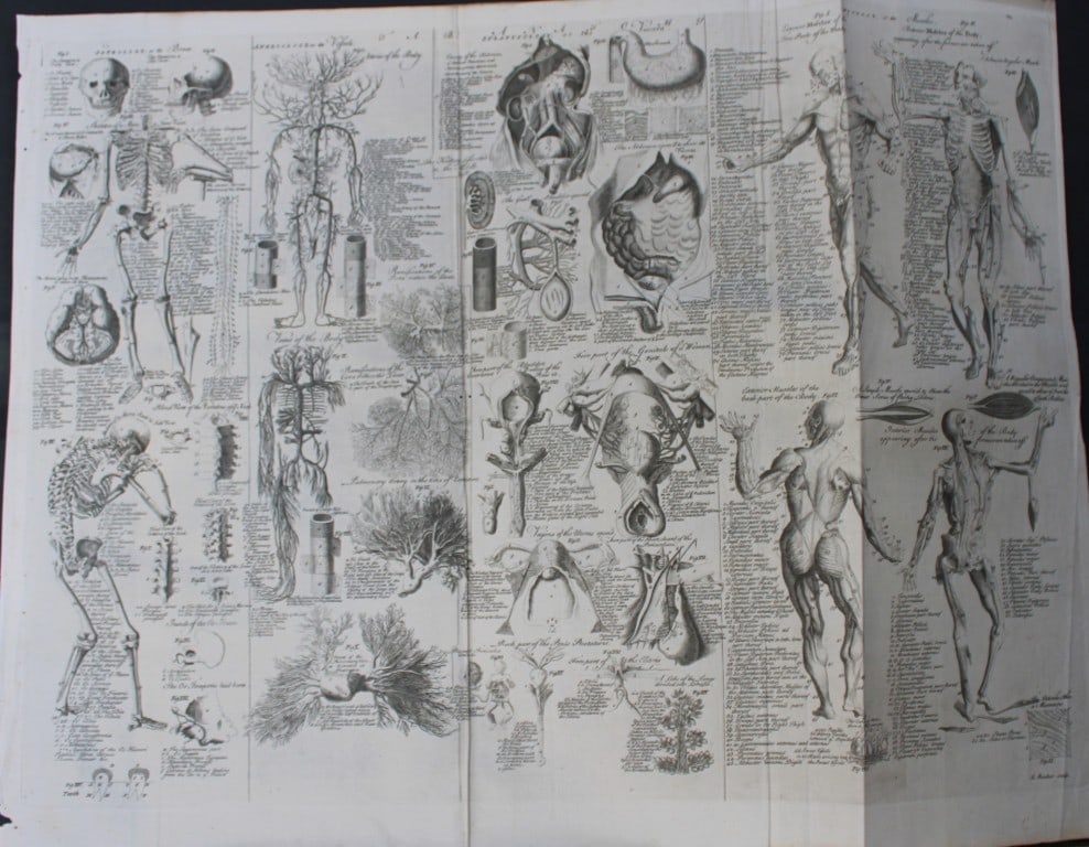E Chambers - Engraving of Anatomy 1750 (1 of 1)