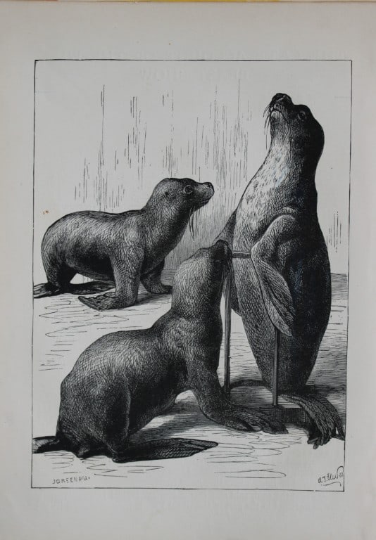 AT Elwes - Seals 1884: This print is from Little Wide Awake annual published in 1884 by George Routledge and Sons, London.The illustrations in this work were by A Baker, Gordon Browne, ME Edwards, AT Elwes, Kate Greenaway, 