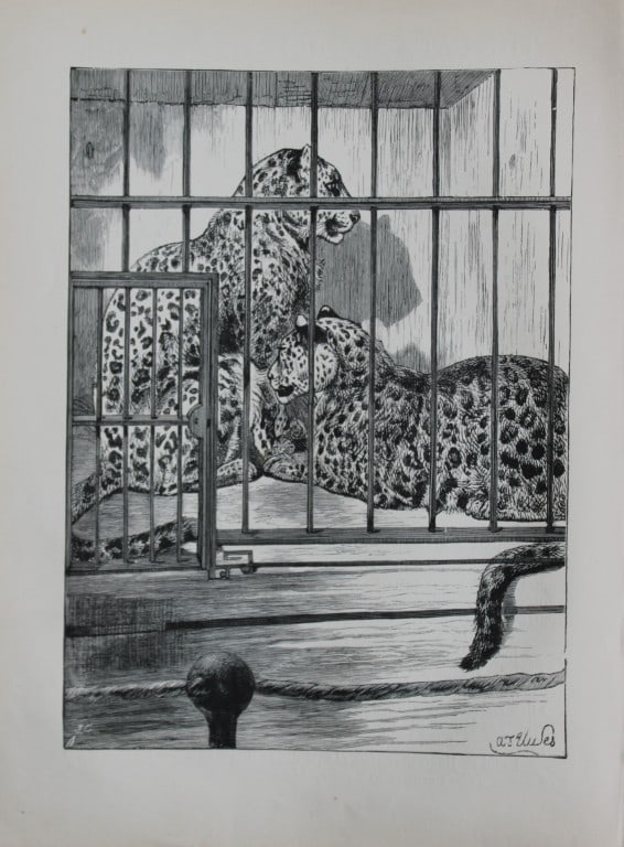 AT Elwes - Leopards 1884 (1 of 1)