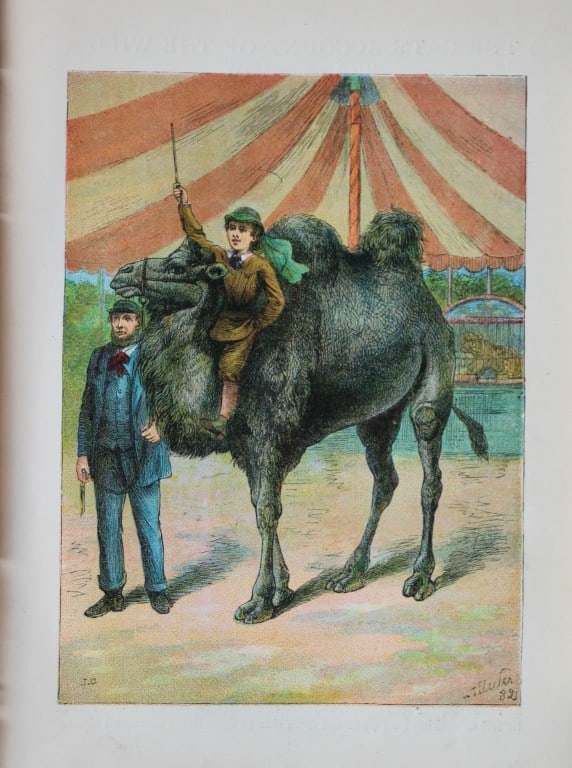 AT Elwes - The Dromedary 1884: This print is from Little Wide Awake annual published in 1884 by George Routledge and Sons, London.The illustrations in this work were by A Baker, Gordon Browne, ME Edwards, AT Elwes, Kate Greenaway, 