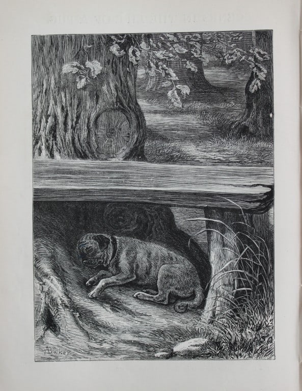 A Baker - Life of a Pug 1884 (1 of 1)