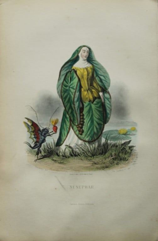 JJ Grandville - Lithograph of Les Fleurs Animees 1846: This charming lithographic print is from Les Fleurs Animees by Jean Jacques Grandville published in 1846. Grandville (pseudonym for Jean Ignace Isador Gerard 1803-1847) worked as an illustrator, paint